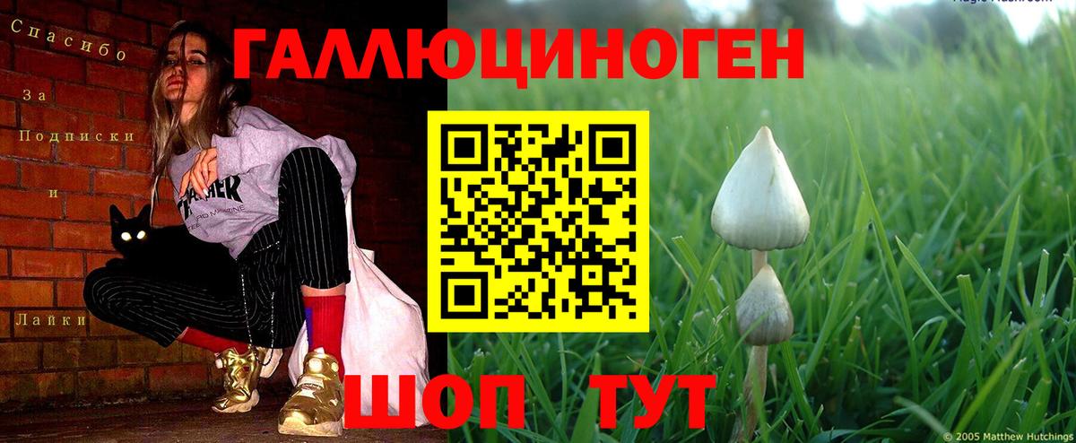 Псилоцибиновые грибы Cubensis Лосино-Петровский
